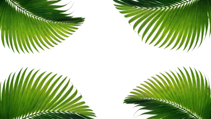 Fotobehang Tropisch Isolated tropical palm leaves creating a natural green border, fresh green foliage elements  © Aoife