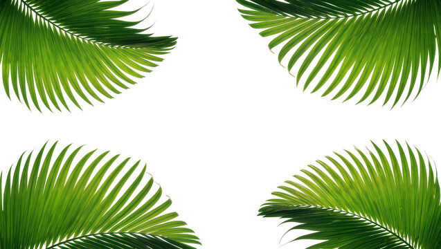 Isolated tropical palm leaves creating a natural green border, fresh green foliage elements