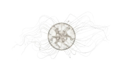 Translucent jellyfish png Marine jellyfish cutout Delicate jellyfish png Floating jellyfish cutout Ethereal jellyfish png Aquatic jellyfish isolated transparent background image © S.H
