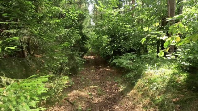 Low forward view along narrow forest trail surrounded by dense green conifer and broadleaf vegetation, with centered dirt path leading toward bright opening, dappled sunlight