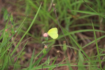 inseto borboleta - Lepidoptera  © oscaryoshinori