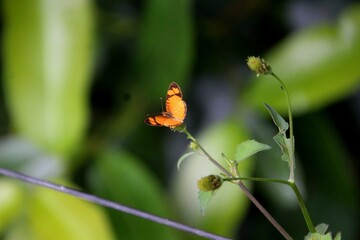 inseto borboleta - Lepidoptera  © oscaryoshinori