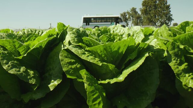 Close up view of a fresh green lettuce head growing in an agricultural farm field
