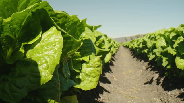 Wide angle ground level view of a large lettuce farm field growing fresh green romaine lettuce under daylight