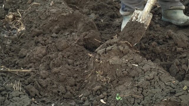 Person in gray pants and rubber boots digs into dark soil with a shovel, revealing clumps of earth while standing on a garden plot, showcasing the process of preparing the ground for planting