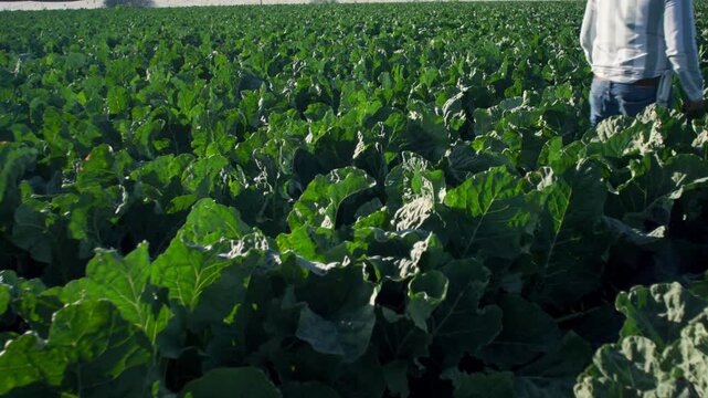 Wide angle ground level view of a large lettuce farm field growing fresh green romaine lettuce under daylight