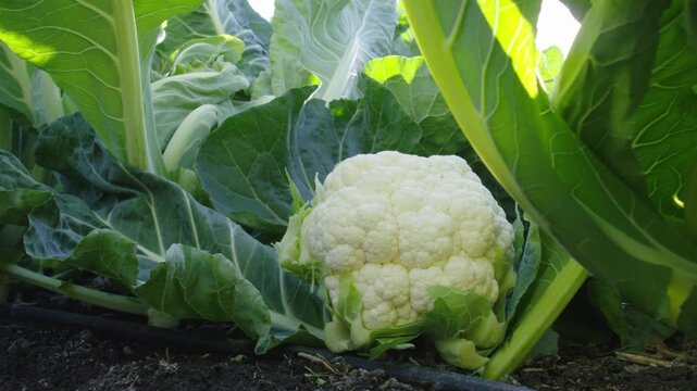 Close up of a fresh white cauliflower growing in a farm field with green leaves