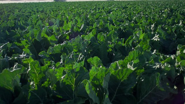 Wide angle ground level view of a large lettuce farm field growing fresh green romaine lettuce under daylight