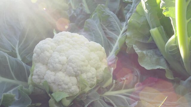 Close up of a fresh white cauliflower growing in a farm field with green leaves