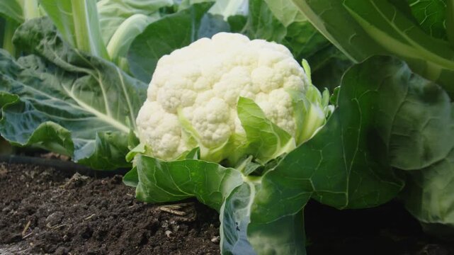 Close up of a fresh white cauliflower growing in a farm field with green leaves