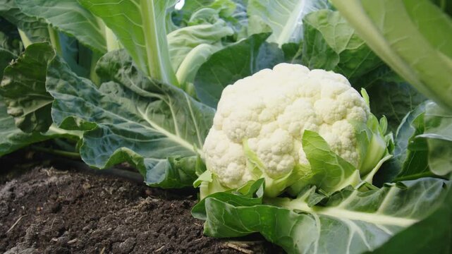 Close up of a fresh white cauliflower growing in a farm field with green leaves