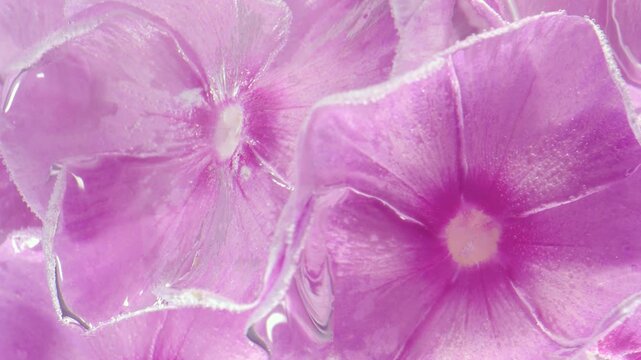 Extreme close-up of overlapping pink periwinkle petals being wetted as liquid spreads across velvety surfaces with gentle shine and soft reflections