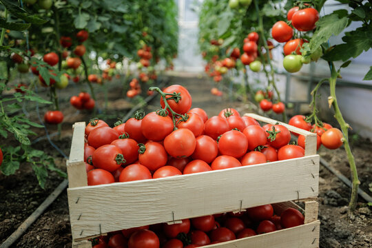 Harvesting Fresh Tomatoes on a Small Eco-Farm Greenhouse