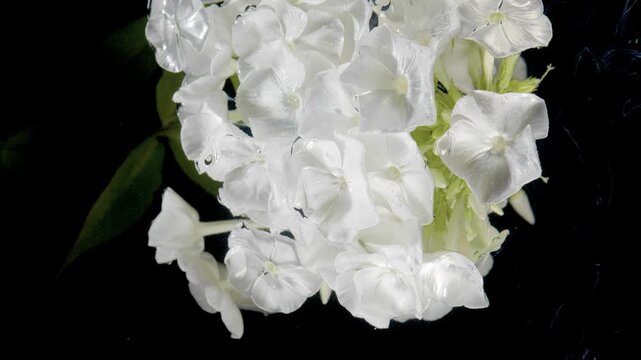 White phlox cluster tilts and gently settles while water droplets cling to glossy five-petaled blooms; close angled macro viewpoint highlights translucent petal edges