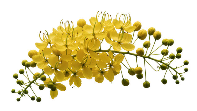 Isolated vibrant yellow Cassia fistula flowers and green buds on a branch, springtime blooming beauty