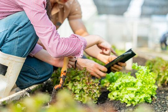 Smart farmer growing organic vegetable in greenhouse garden. Father and daughter caring and recording lettuce plant growth on digital tablet in agriculture organic farm for sustainable living.