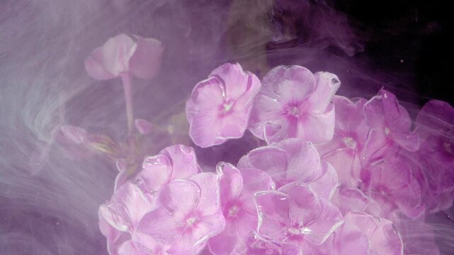 Close macro view of pink and magenta hydrangea cluster with dewy petals while translucent violet smoke drifts from left toward center against dark background