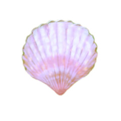 Fototapeta premium Stickers: Beautiful Seashell