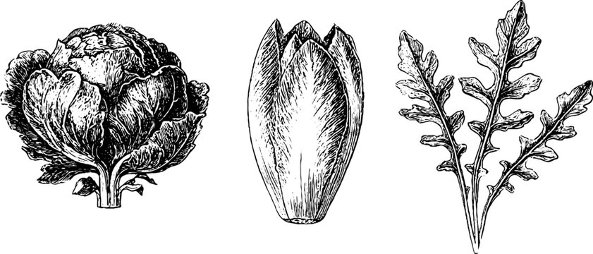 Antique botanical radicchio endive and arugula leaf engraving set for menu background and vegetable packaging design