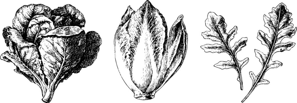 Vintage engraved radicchio endive and arugula leaf trio illustration set for culinary menu backgrounds and farm to table design