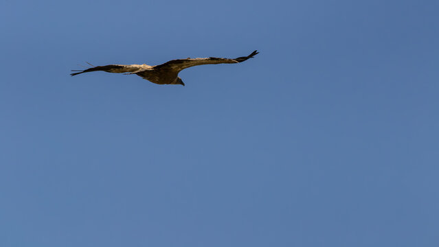 Cinereous Vulture Flying Gliding Across Clear Blue Sky