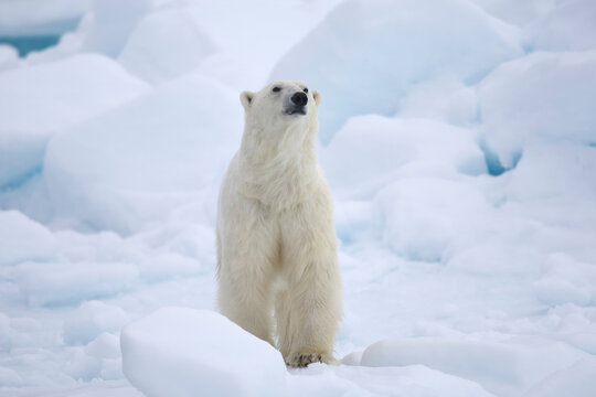 Polar bear on sea ice in the Arctic