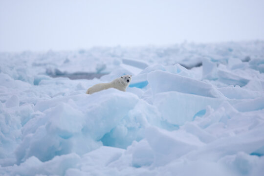 Polar bear on sea ice in the Arctic