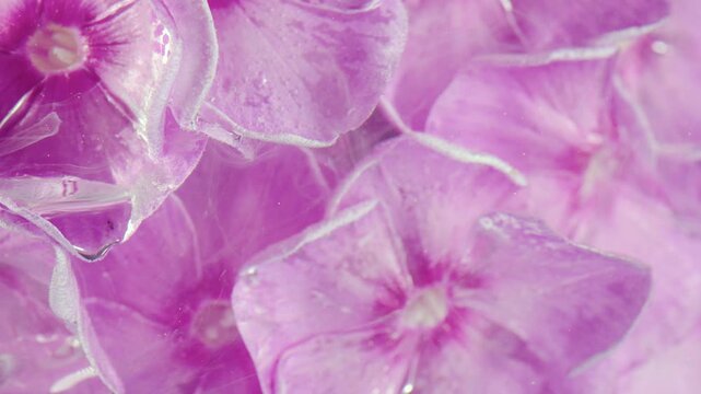 Extreme close-up of overlapping pink periwinkle petals being wetted as liquid spreads across velvety surfaces with gentle shine and soft reflections