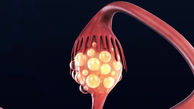 Female Reproductive System with Ovarian Cyst Formation Medical Animation