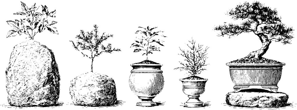 Hand drawn rock garden illustration lineup with miniature potted bonsai and stones for spring botanical design and banner