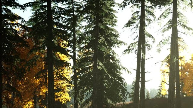 Tall trees stand in a forest with bright sunlight shining through the branches. Golden leaves are visible among the green. It is daytime and the scenery looks fresh and vibrant.