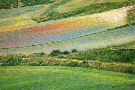  landscape in bloom, flowering in Castelluccio - Umbria, Italy.