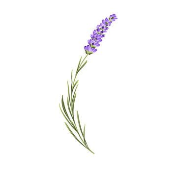 Hand drawn lavender bush vector illustration isolated