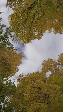 Low angle view of vibrant yellow autumn tree canopy framing a cloudy sky, showcasing seasonal foliage and branches in a natural forest setting.