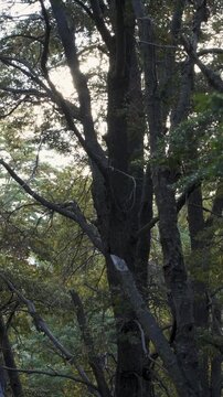 Trees swaying in the wind, showcasing detailed trunks and textured bark amidst green foliage in a natural forest setting.