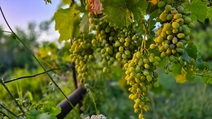 Bunches of green white grapes growing on a grape vine in a vineyard illuminated by golden sunlight. Winemaking, agriculture, harvest, and organic fruit concept. © Mariia