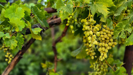 Bunches of green white grapes growing on a grape vine in a vineyard illuminated by golden sunlight. Winemaking, agriculture, harvest, and organic fruit concept. © Mariia