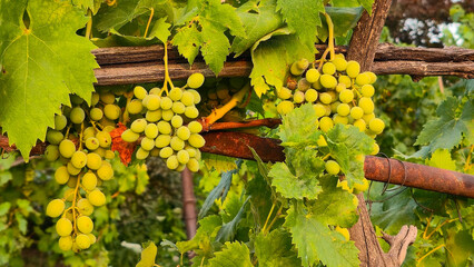 Bunches of green white grapes growing on a grape vine in a vineyard illuminated by golden sunlight. Winemaking, agriculture, harvest, and organic fruit concept. © Mariia