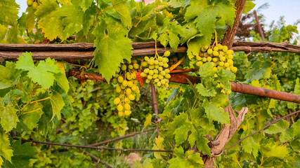 Bunches of green white grapes growing on a grape vine in a vineyard illuminated by golden sunlight. Winemaking, agriculture, harvest, and organic fruit concept. © Mariia