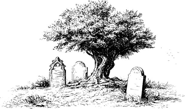 Vintage engraved churchyard scene with yew tree and tombstones for gothic background and historical illustration