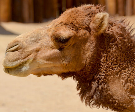 Camel  is an ungulate within the genus Camelus, bearing distinctive fatty deposits known as humps on its back. There are 2 species of camels: the dromedary l has a 1 hump, and the bactrian has 2 humps