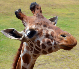 The giraffe (genus Giraffa) is the tallest living land animal and the largest ruminant on Earth, famous for its immense neck, long legs, and unique coat patterns © Daniel Meunier