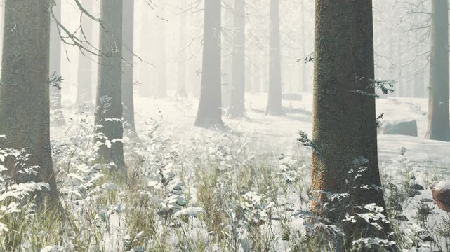 Snow falls gently in a winter forest. Tall trees stand in rows, their trunks covered in moss. The ground is white with snow, and small plants peek through.