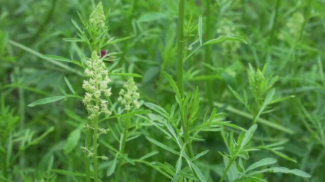 A close-up static shot shows green stalks of wild mignonette swaying gently in a light breeze. Great for illustrating traditional herbal medicine, diaphoretic remedies, and botany.