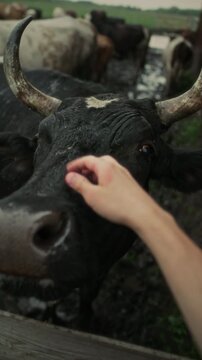 POV shot of hand of farmer gently petting adorable black horned cow over wooden fence in outdoor cattle corral on farm. Vertical clip, close-up view