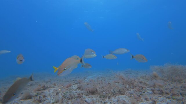 underwater