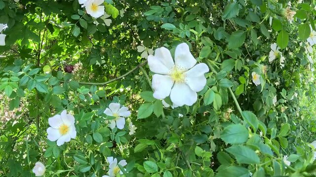 Blooming Wild White Rose Bush Swaying in Strong Wind