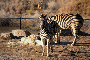 Obraz premium Zebras Grazing Sunlit Enclosure Wildlife Reserve