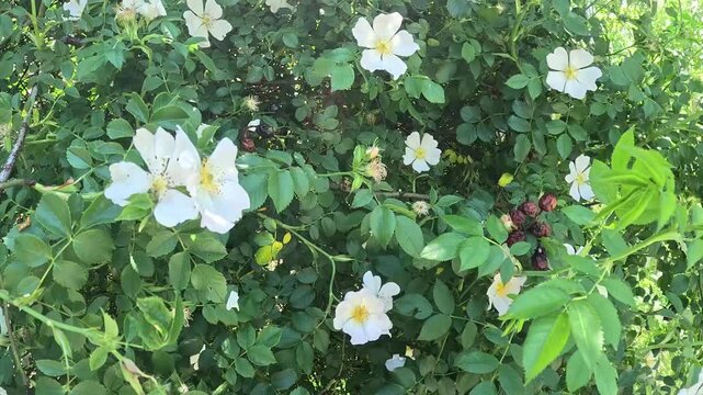 A blooming wild white rose bush swaying in the strong wind