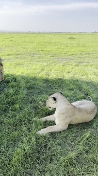 Vertical tracking shot of African male lion approaching lioness resting on green grass in Mikumi National Park Tanzania